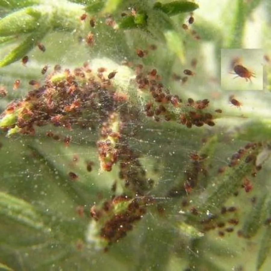Roofmijten tegen spint 1.000 stuks | biologische bestrijding voor planten