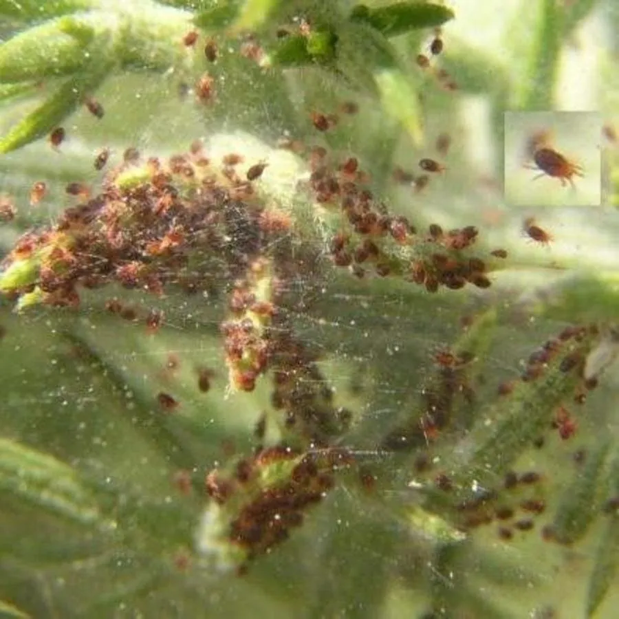 Roofmijten tegen spint 2000 stuks | Phytoseiulus persimilis