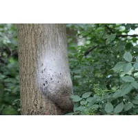Aaltjes tegen eikenprocessierups voor 5 nesten | natuurlijke rupsenbestrijding
