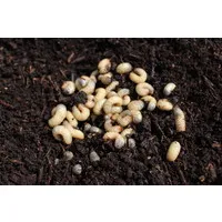 Aaltjes tegen Engerlingen en Emelten | 250 miljoen nematoden voor 500 m²