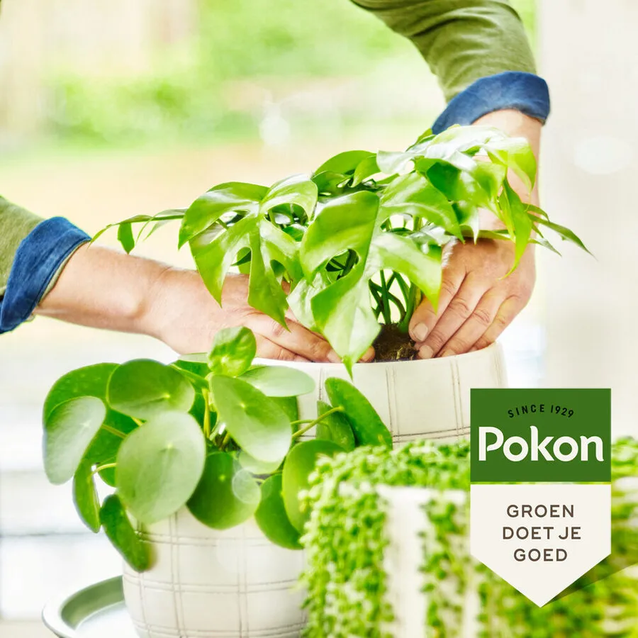 Biologische Groene Planten Voeding 250 ml | Voor sterke groene kamerplanten