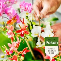 BIO Orchidee Voeding 250 ml voor gezonde groei en uitbundige bloei