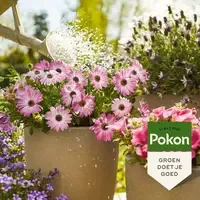 Terras & Balkon Planten Voeding 1L | Voor uitbundige bloei en diepgroen blad