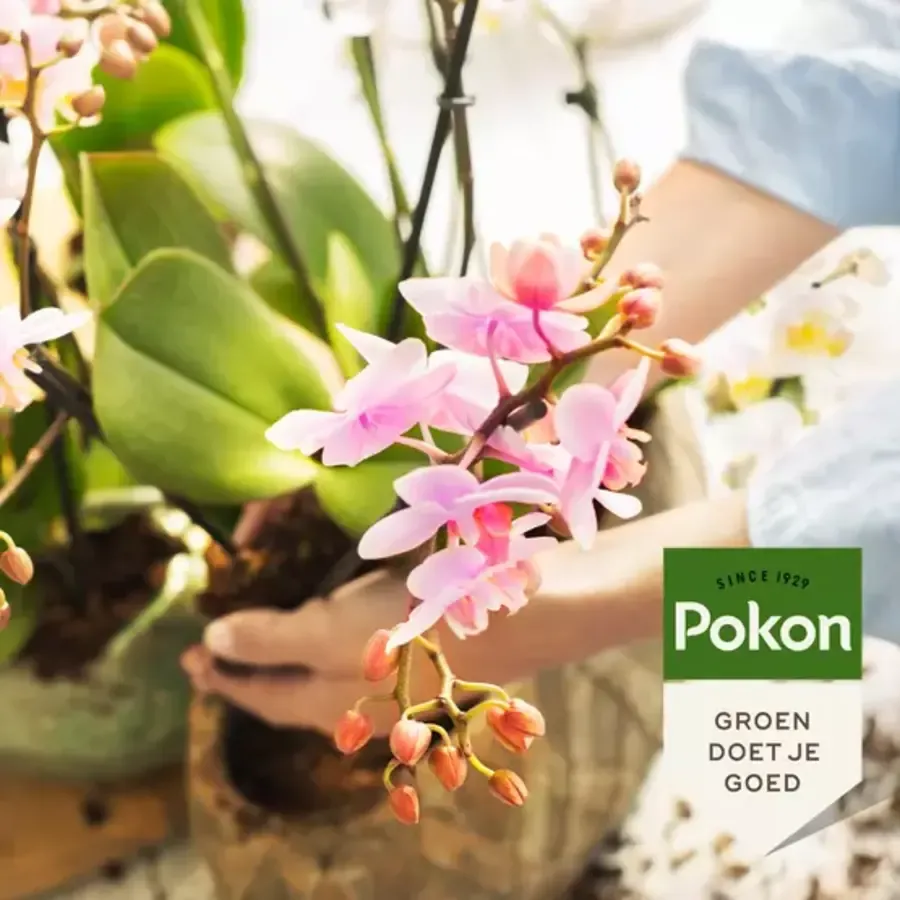 Orchidee Voedingsstaafjes 24 stuks | 90 dagen voeding | NPK 14-7-8