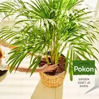 Palm Voeding 250 ml | vloeibare plantenvoeding voor gezonde groene palmen