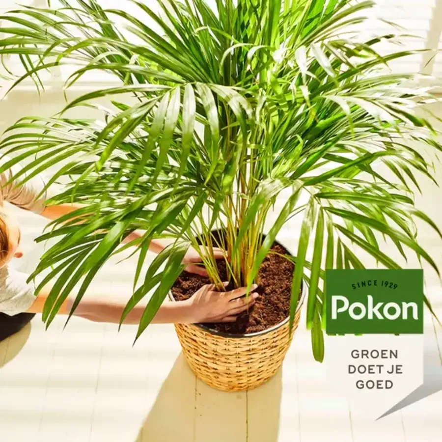 Palm Voeding 250 ml | vloeibare plantenvoeding voor gezonde groene palmen