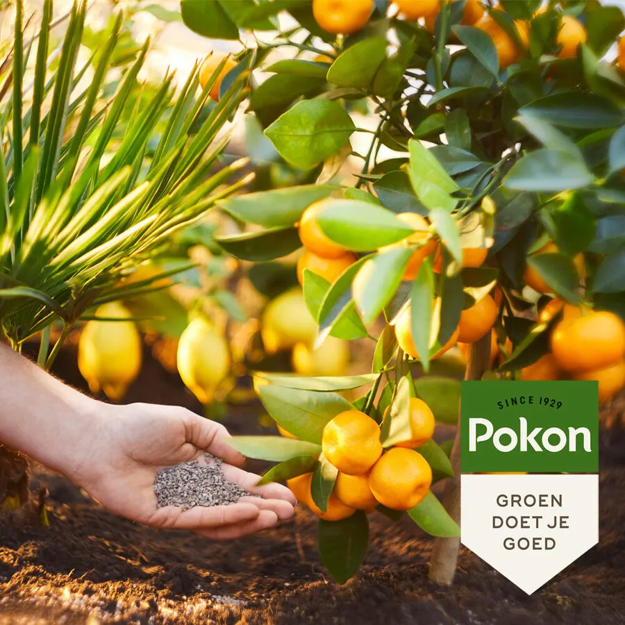 Mediterrane Planten Mest 1 kg | 120 dagen voeding voor palm, olijf, citrus en vijg