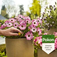 Terras & Balkon Voedingskegels 40 stuks | 180 dagen plantenvoeding voor potten en bloembakken