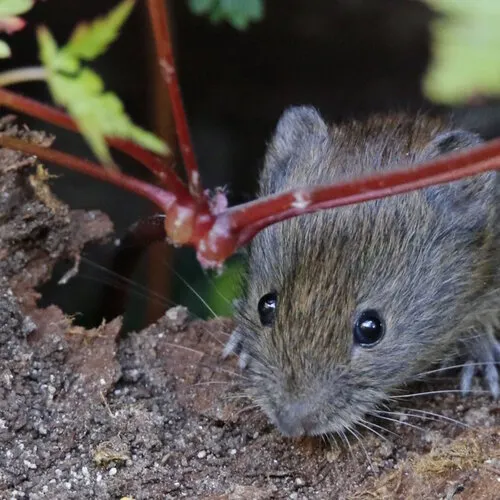 Waarom muizen en ratten juist in de herfst naar binnen komen