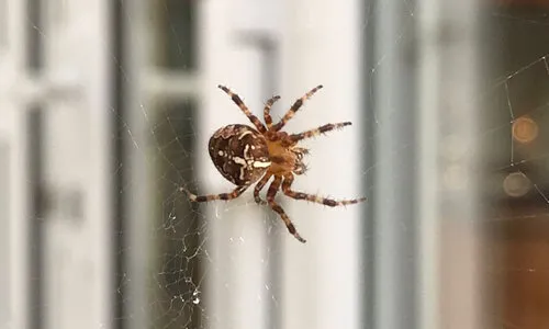 Spinnen in huis: wat nu?