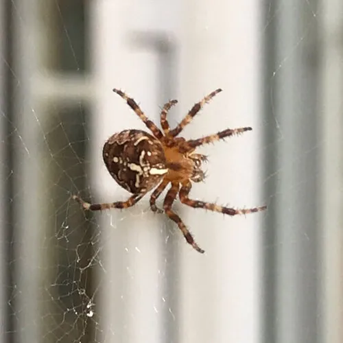 Spinnen in huis: wat nu?