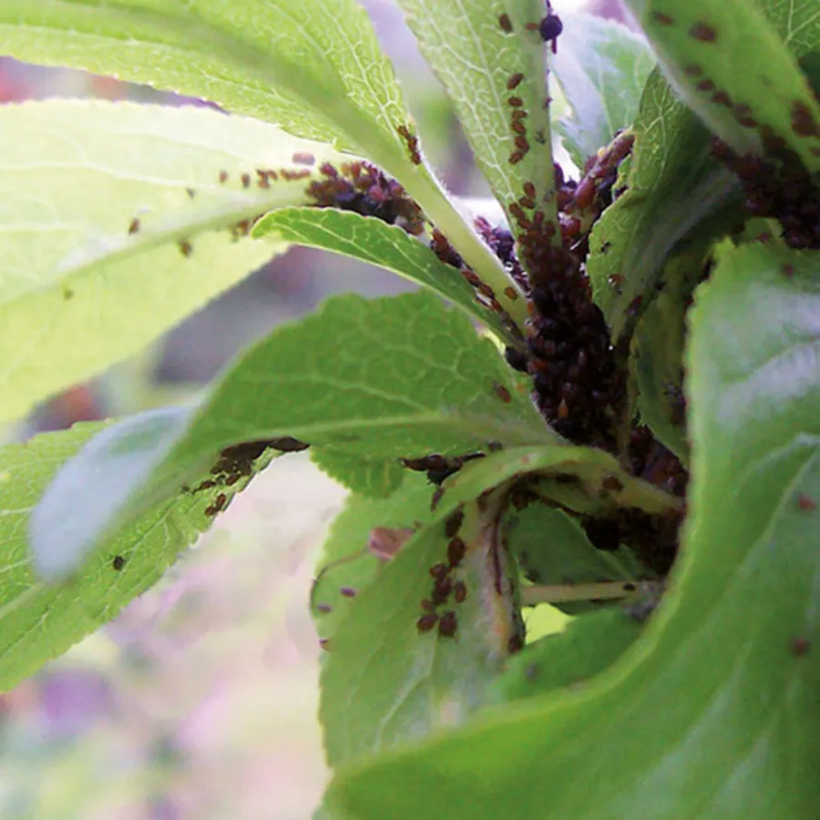 Spray tegen bladluizen 400 ml | snelwerkende bladluisbestrijding voor kamer- en kuipplanten
