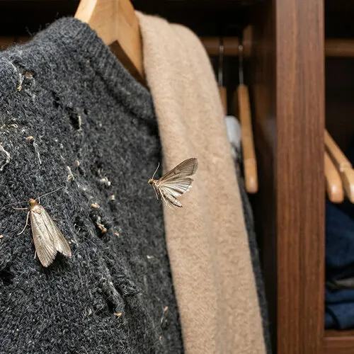 Motten in huis bestrijden