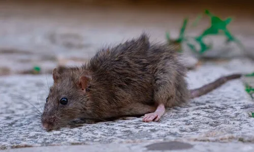 Muizengif verdwijnt uit de verkoop in 2026 | dit betekent het voor jou