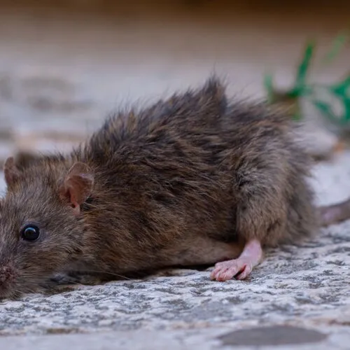 Muizengif verdwijnt uit de verkoop in 2026 | dit betekent het voor jou