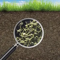 Nematoden T-Bags tegen emelten, trips, coloradokever en mieren | 2 stuks (voor ca. 100 m²)