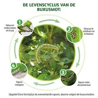 Omni Insect insecticide concentraat voor sierplanten 25 ml | tegen bladluis, trips en rupsen