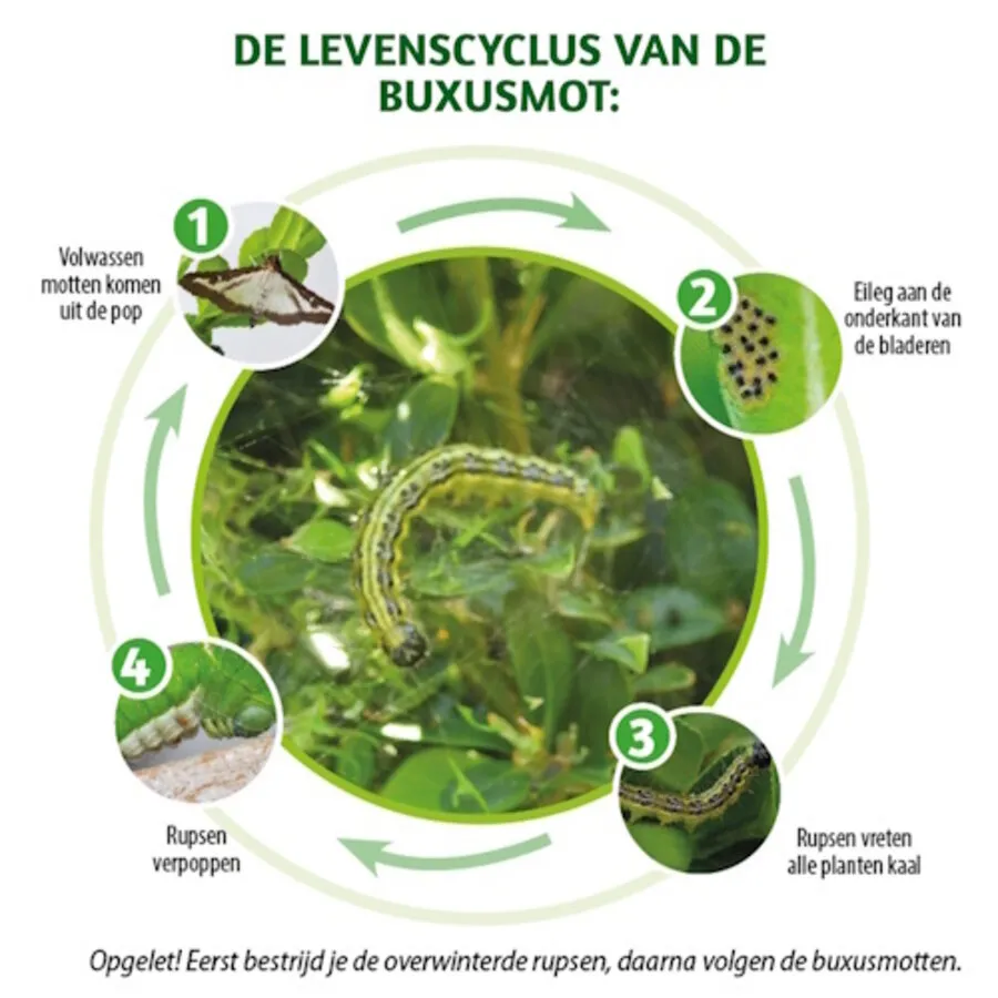 Omni Insect insecticide concentraat voor sierplanten 25 ml | tegen bladluis, trips en rupsen