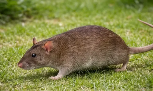 Bruine rat bestrijden: zo pak je een grote bruine rat snel en effectief aan