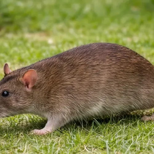 Bruine rat bestrijden: zo pak je een grote bruine rat snel en effectief aan