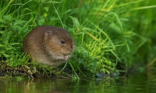 Veldrat herkennen? Voorkom deze veelgemaakte vergissing met de woelrat