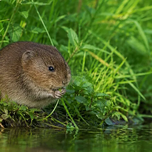 Veldrat herkennen? Voorkom deze veelgemaakte vergissing met de woelrat