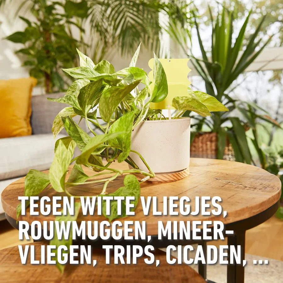 Gele en blauwe sticky traps voor plantinsecten | 10 stuks