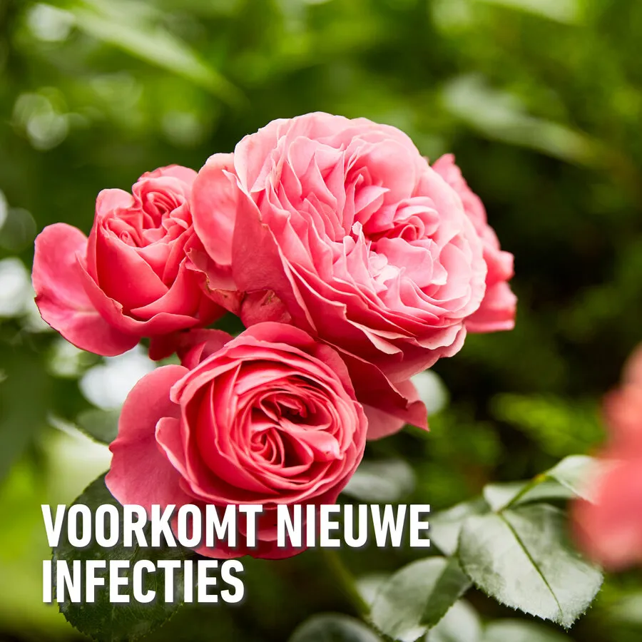 Gebruiksklare schimmelspray voor rozen en sierplanten 750 ml