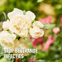 Gebruiksklare schimmelspray voor rozen en sierplanten 750 ml