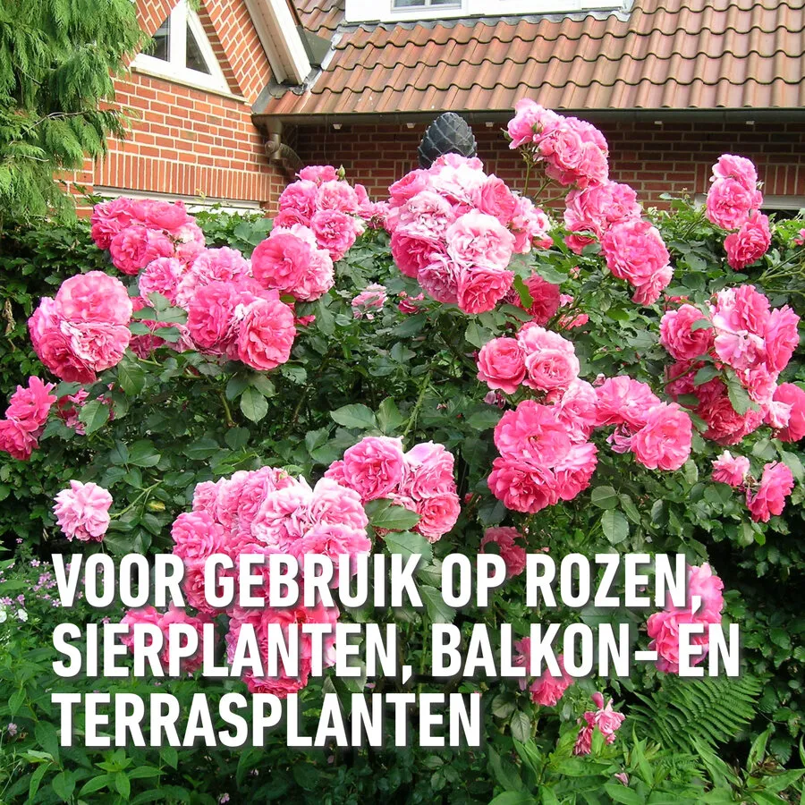 Gebruiksklare schimmelspray voor rozen en sierplanten 750 ml