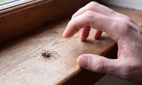 Last van spinnen in huis? Zo komen ze binnen én zo pak je het aan
