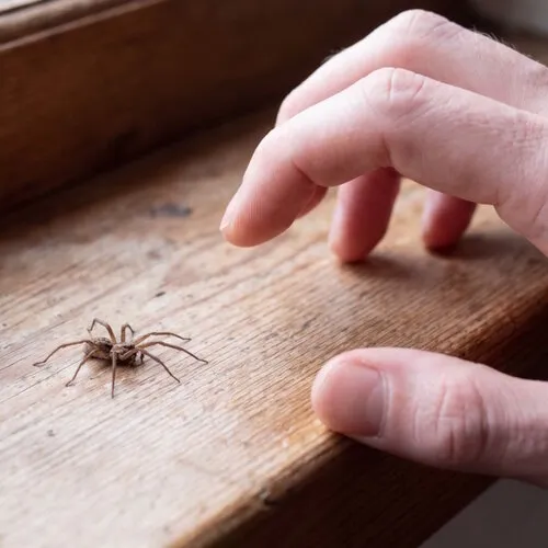 Last van spinnen in huis? Zo komen ze binnen én zo pak je het aan