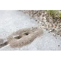 Diatomeeënaarde tegen mieren en kruipende insecten | 200 gram