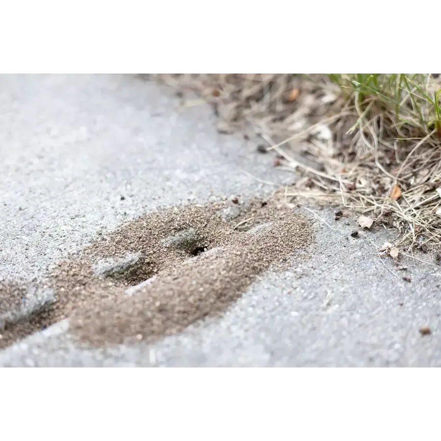 Diatomeeënaarde tegen mieren en kruipende insecten | 200 gram