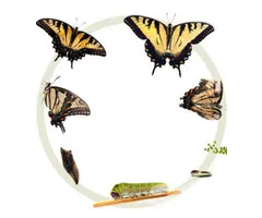 Auraspray transformatie