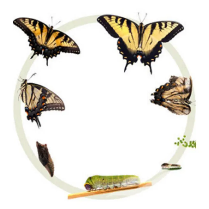 Auraspray transformatie