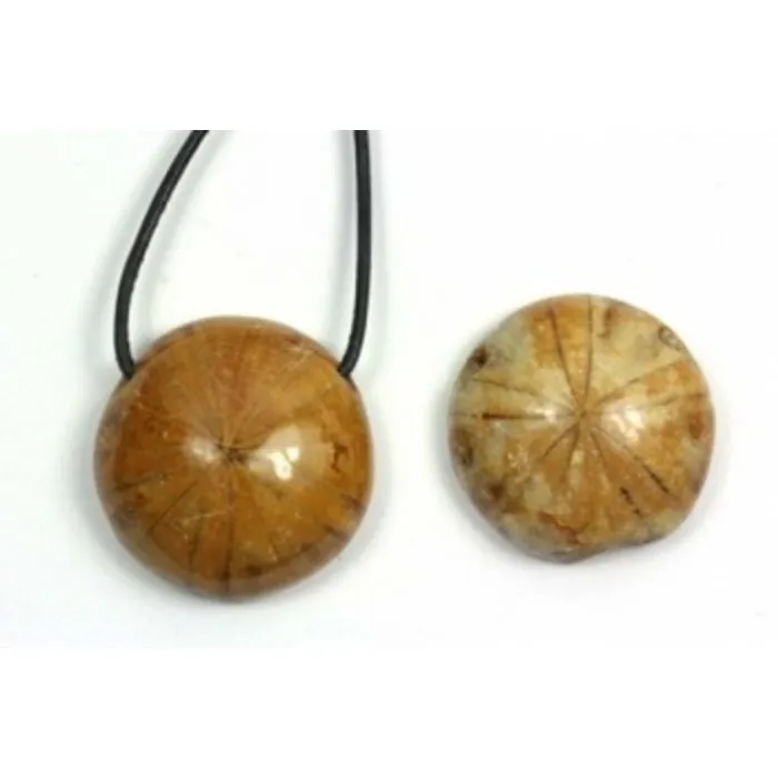 fossiel zee egel hanger gepolijst