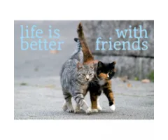 Ansichtkaart Life is better With friends