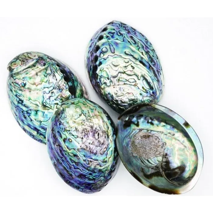 Gepolijste abalone schelp klein A kwaliteit