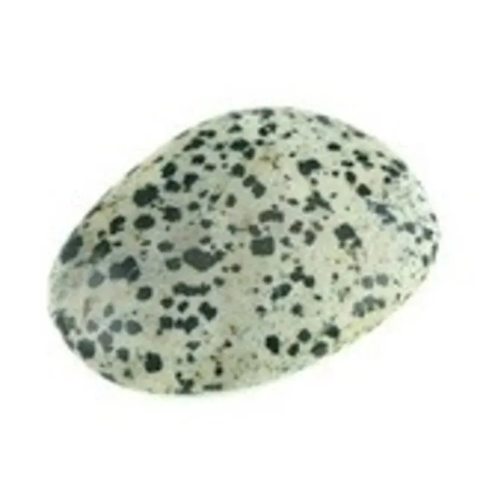 Jaspis Dalmatier getrommeld