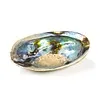 Abalone schelp XL 160 tot 180 mm