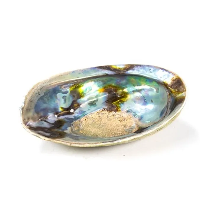 Abalone schelp XL 160 tot 180 mm