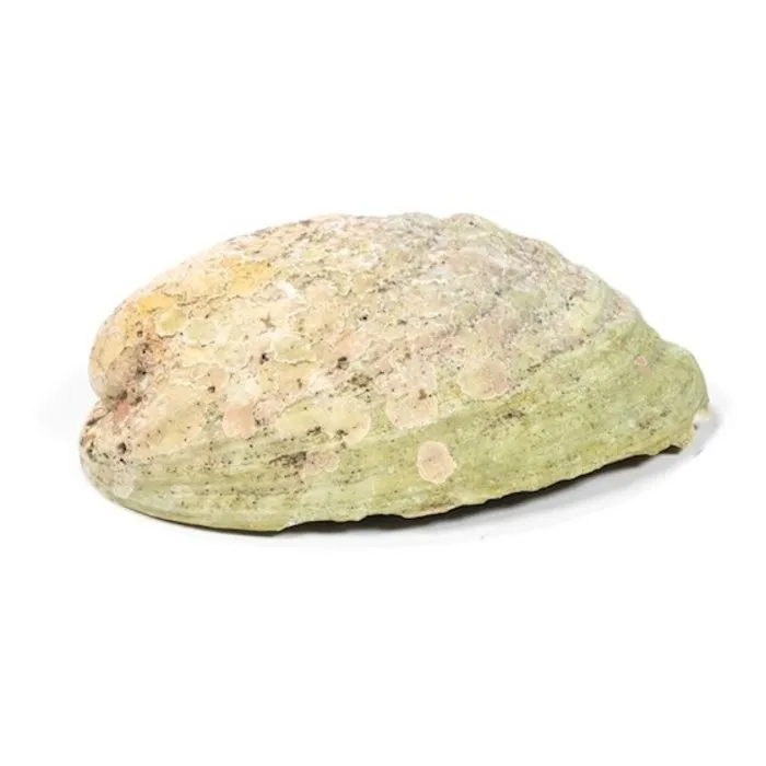 Abalone schelp XL 160 tot 180 mm