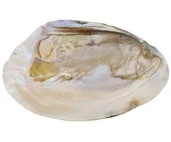 Parelmoeren schelp met parels