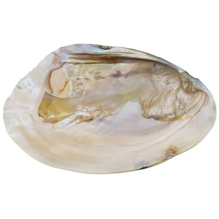 Parelmoeren schelp met parels