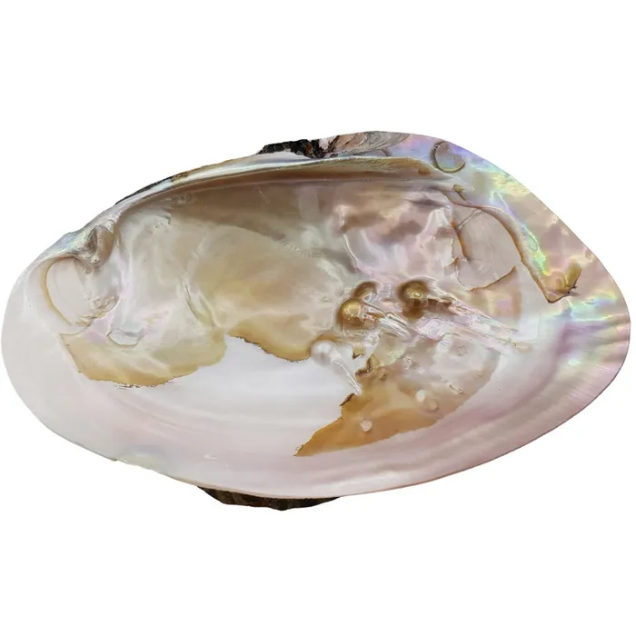 Parelmoeren schelp met parels