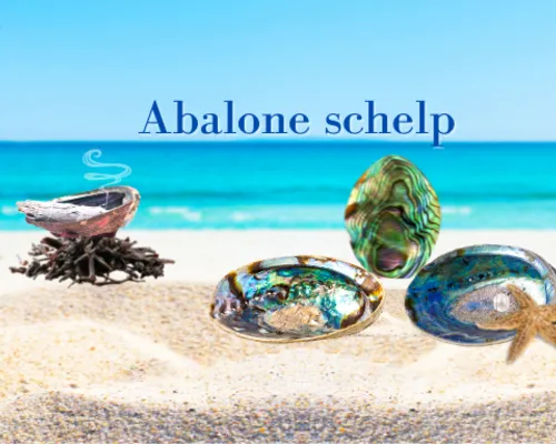 Abalone schelp