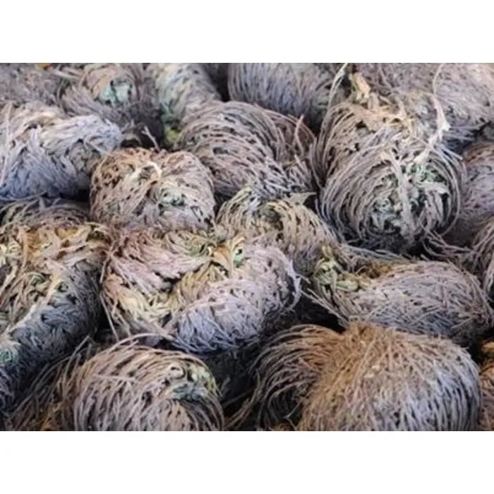 Roos van Jericho klein