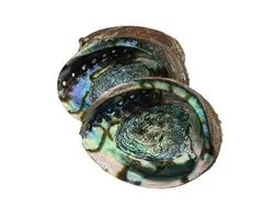 Abalone Schelp Luxe Groot 18 cm