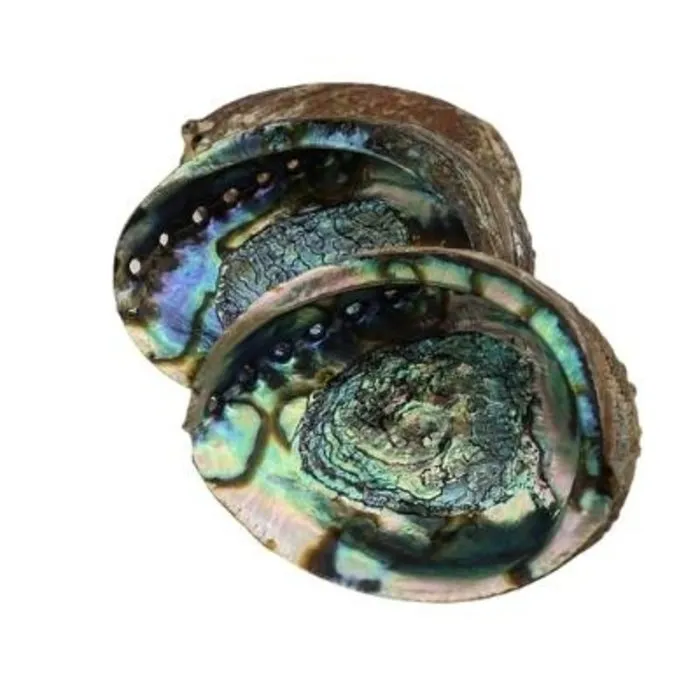 Abalone Schelp Luxe Groot 18 cm